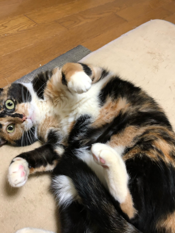 咲ちゃん、心境の変化?_e0355177_15264711.jpg