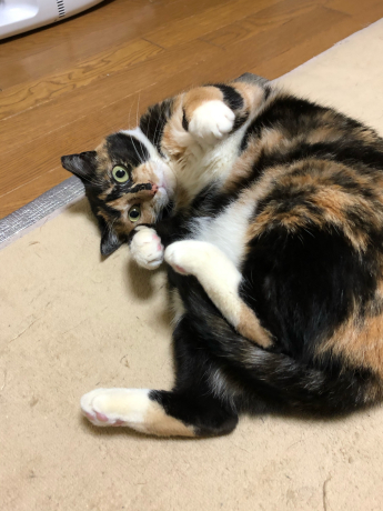 咲ちゃん、心境の変化?_e0355177_15264970.jpg