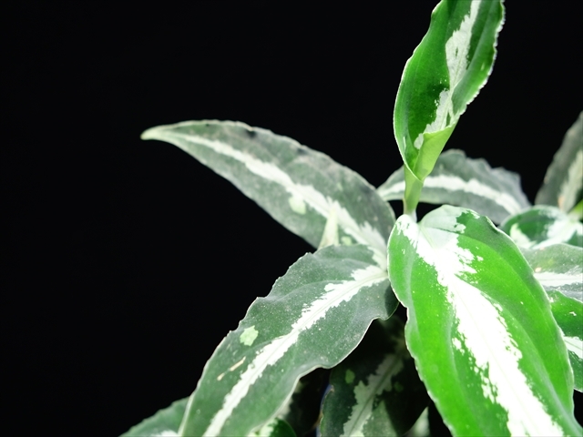 Aglaonema pictum BNN from Sibolga timur【AZ1119-4】その3_a0067578_12472278.jpg