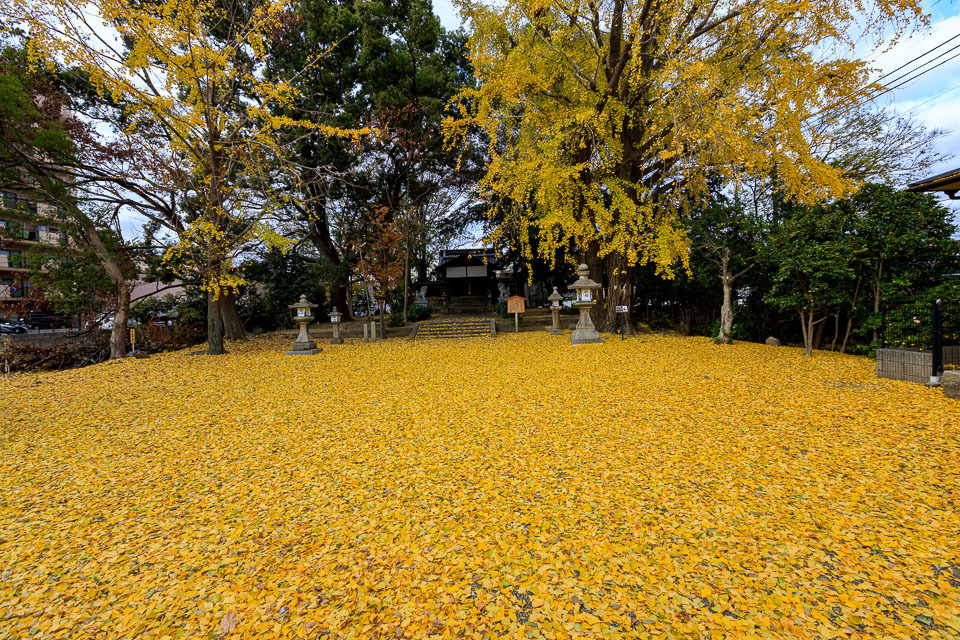 散り銀杏！　　_b0128581_18460146.jpg