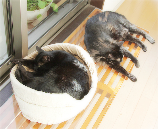 ノロの脅威_a0389088_17172991.jpg