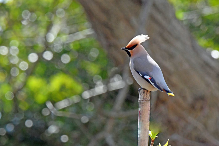 お山の鳥さん 其の弐 黄連雀 緋連雀 風のむろさん 自然の詩