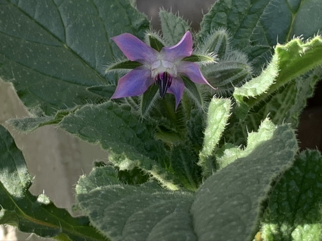 ブルー・ボリジの花が咲いた♡_b0349795_16214956.jpeg