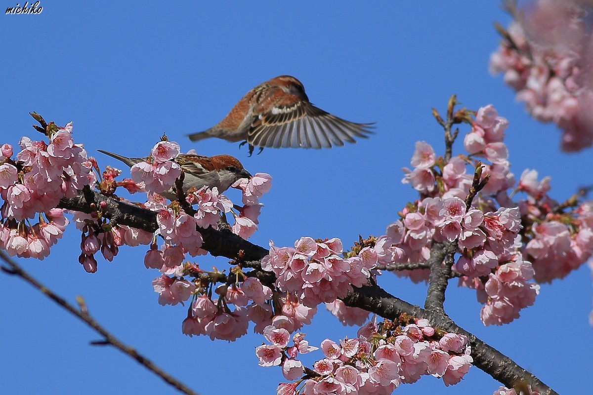 安行寒桜とニュウナイスズメ_d0352095_20580760.jpg