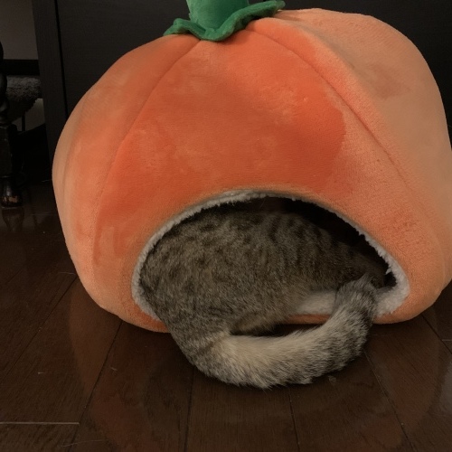 ゆったりはじめる_e0358096_19474784.jpeg
