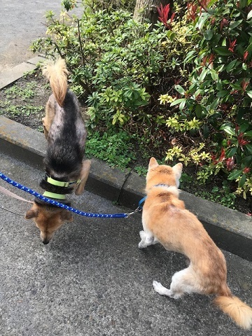 外耳炎が完治!_f0242002_18453930.jpg