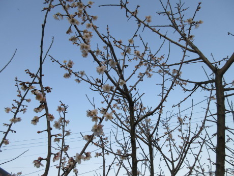 花が着いた梅の木・キムチ豆腐鍋・オジ_a0203003_19364655.jpg