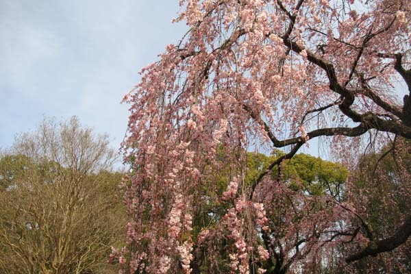 モクレンが咲いてしだれ桜も　京都御苑_e0048413_21510006.jpg