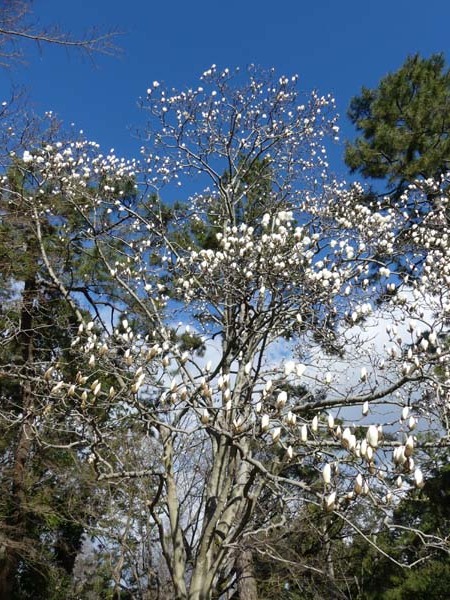 モクレンが咲いてしだれ桜も　京都御苑_e0048413_21514993.jpg