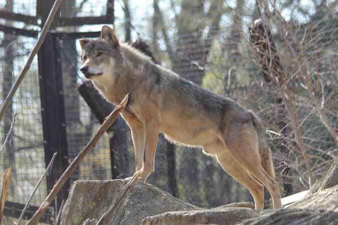 春のオオカミたち ありがとうロト 多摩動物公園 April 19 続々 動物園ありマス