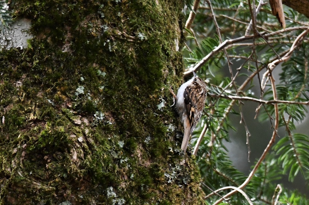 キバシリさん②_b0405327_22221606.jpg