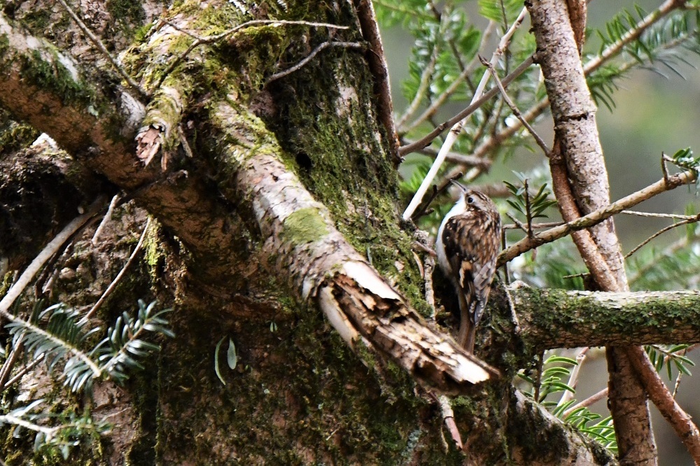 キバシリさん②_b0405327_22245878.jpg