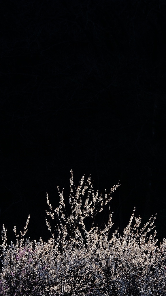 花の力_f0050534_08382329.jpg