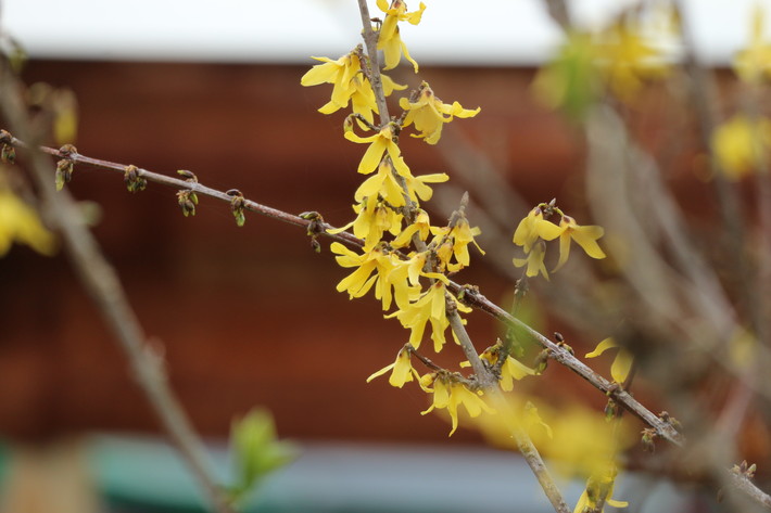 レンギョウ 連翹 の花が咲き始めた 山に癒されて