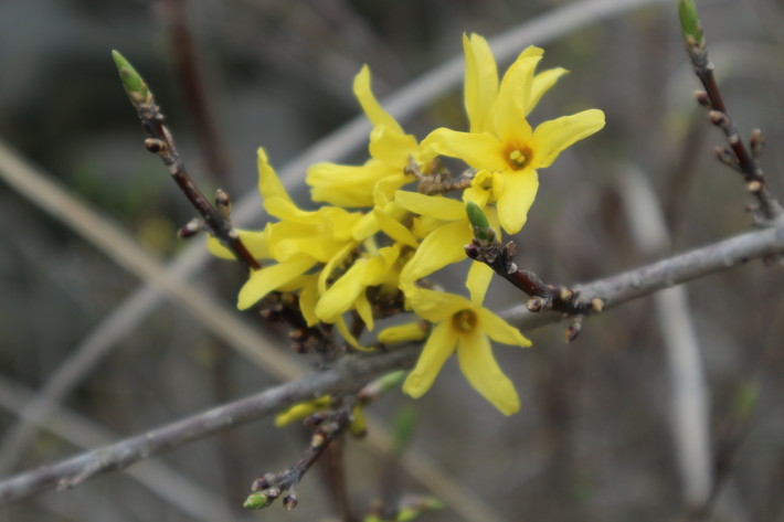 レンギョウ 連翹 の花が咲き始めた 山に癒されて