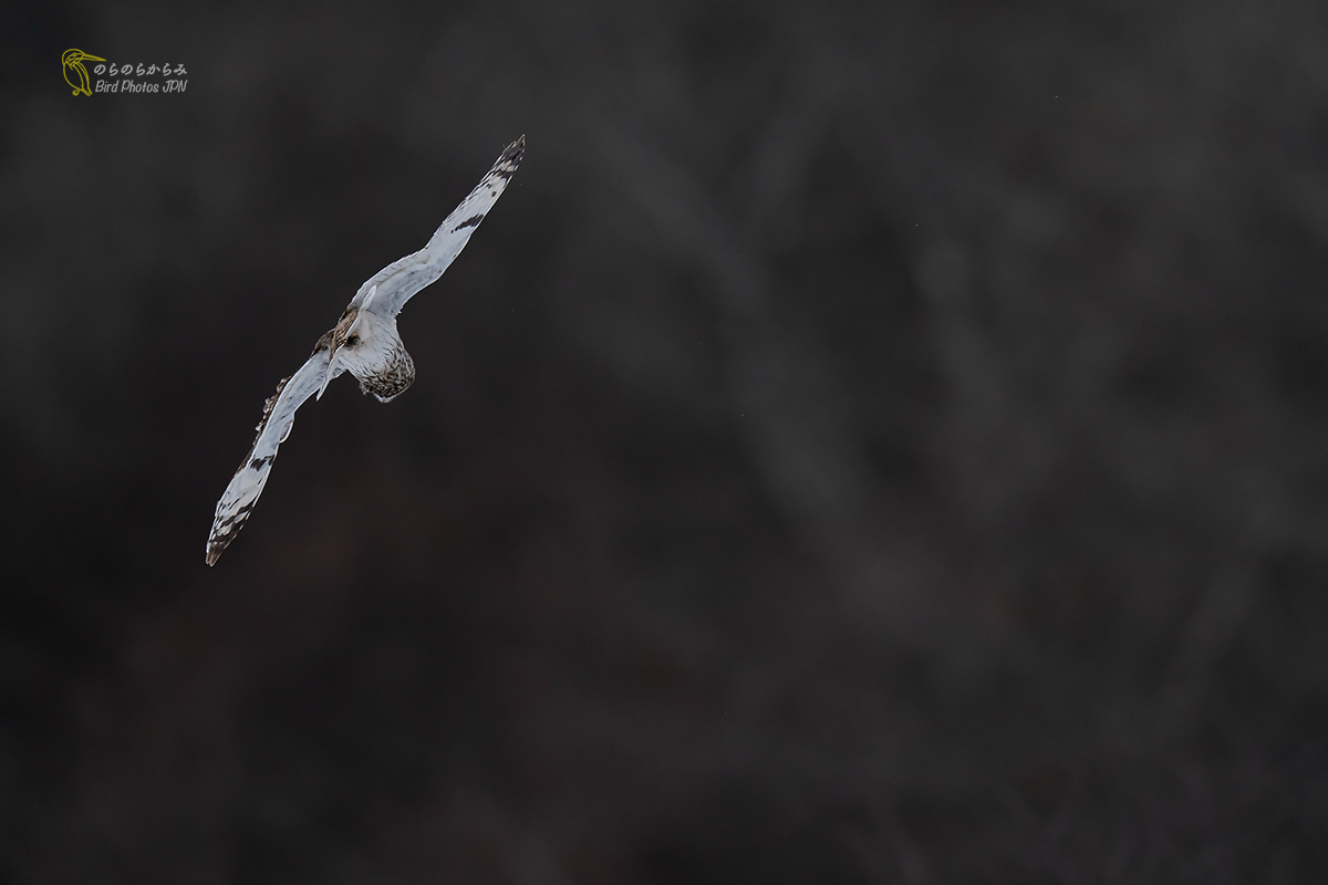 Exposure setting and developing for Short-eared Owl._d0360547_08083078.jpg