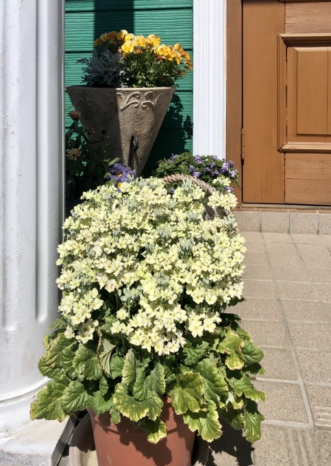 花壇のお花達の芽吹き♡と、今日のバラの芽出し肥♫_a0396654_20304448.jpeg
