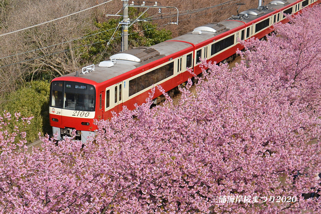 満開の頃 『三浦海岸 桜まつり2020』_d0251161_08395543.jpg