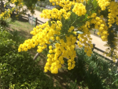 楽しめることその10。お花_e0136066_18343194.jpg