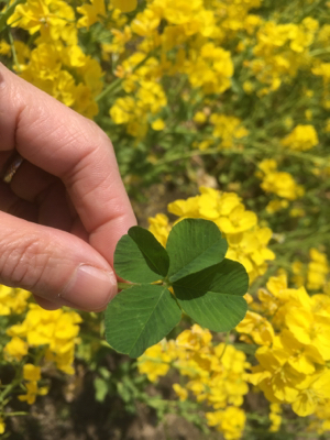 楽しめることその10。お花_e0136066_18343237.jpg