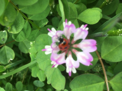 楽しめることその10。お花_e0136066_18343339.jpg