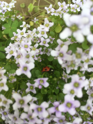 楽しめることその10。お花_e0136066_18412040.jpg