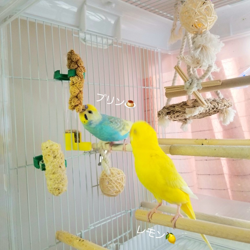 セキセイインコ 烏骨鶏かわいいブログ セキセイインコ 烏骨鶏かわいいブログ