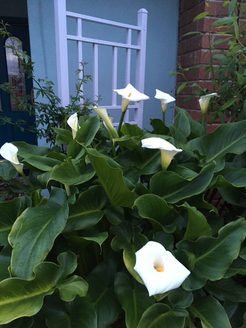 清楚なカラーの花_e0350971_11013410.jpg