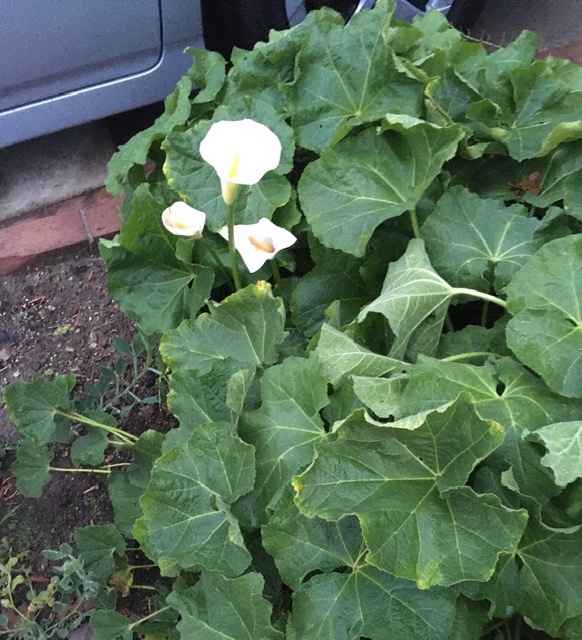 清楚なカラーの花_e0350971_11023995.jpg