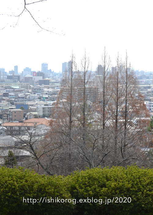 早春の半田山植物園-2_a0223379_0195491.jpg