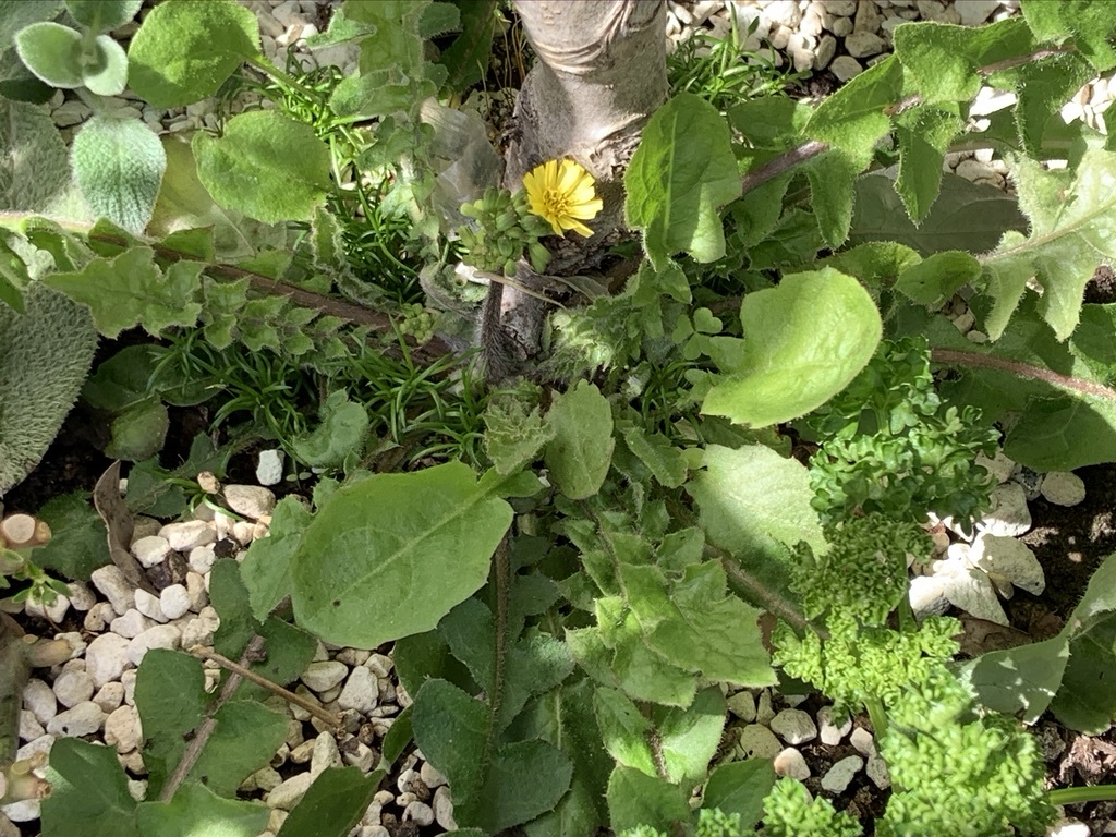 プルーンの花が咲きそう…_b0349795_15124085.jpeg
