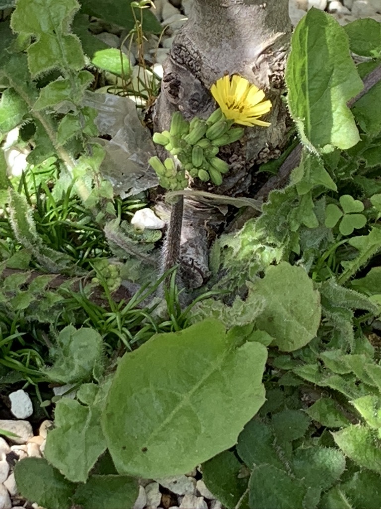 プルーンの花が咲きそう…_b0349795_15125074.jpeg
