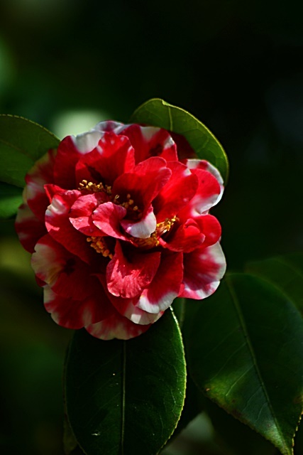 松花堂庭園(Ⅱ) 椿園_a0240403_23222327.jpg