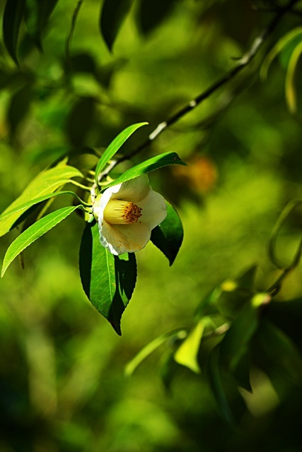 松花堂庭園(Ⅱ) 椿園_a0240403_23223301.jpg