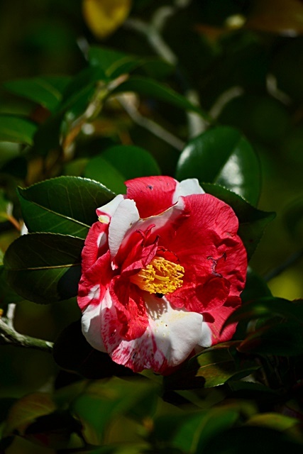 松花堂庭園(Ⅱ) 椿園_a0240403_23224474.jpg