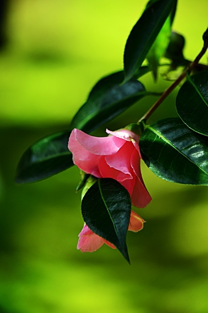 松花堂庭園(Ⅱ) 椿園_a0240403_23225899.jpg