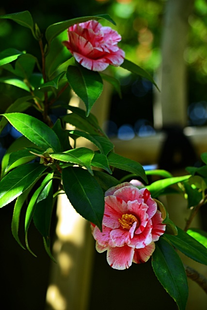 松花堂庭園(Ⅱ) 椿園_a0240403_23231124.jpg