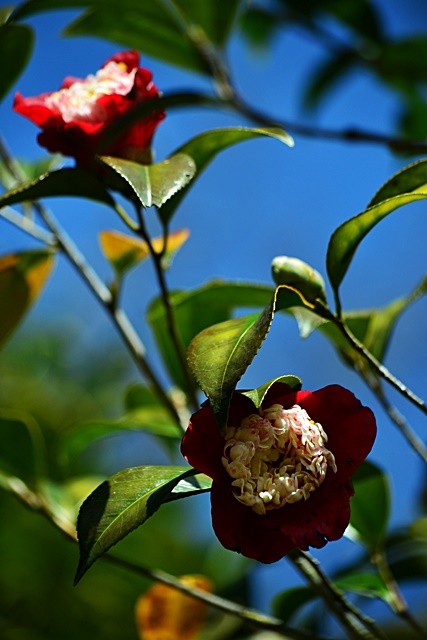 松花堂庭園(Ⅱ) 椿園_a0240403_23232162.jpg