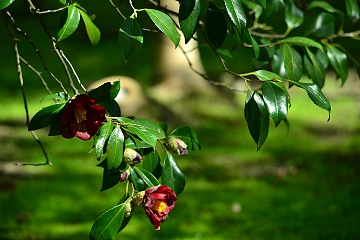 松花堂庭園(Ⅱ) 椿園_a0240403_23234817.jpg