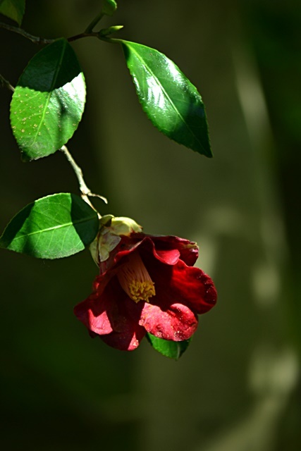 松花堂庭園(Ⅱ) 椿園_a0240403_23235213.jpg