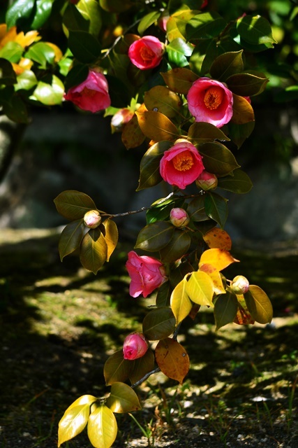 松花堂庭園(Ⅱ) 椿園_a0240403_23242455.jpg