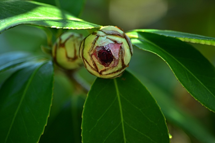 松花堂庭園(Ⅱ) 椿園_a0240403_23244355.jpg