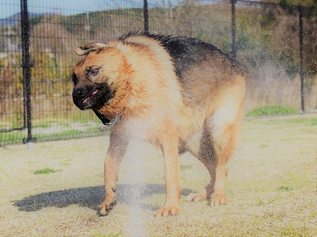 迫力が違う_d0360206_00183427.jpg