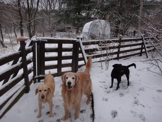 名残り雪_f0064906_10491578.jpg
