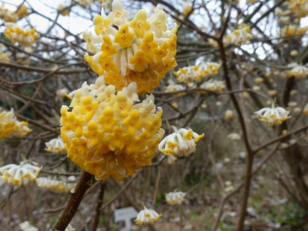 早春の木の花　植物園_e0048413_22413598.jpg