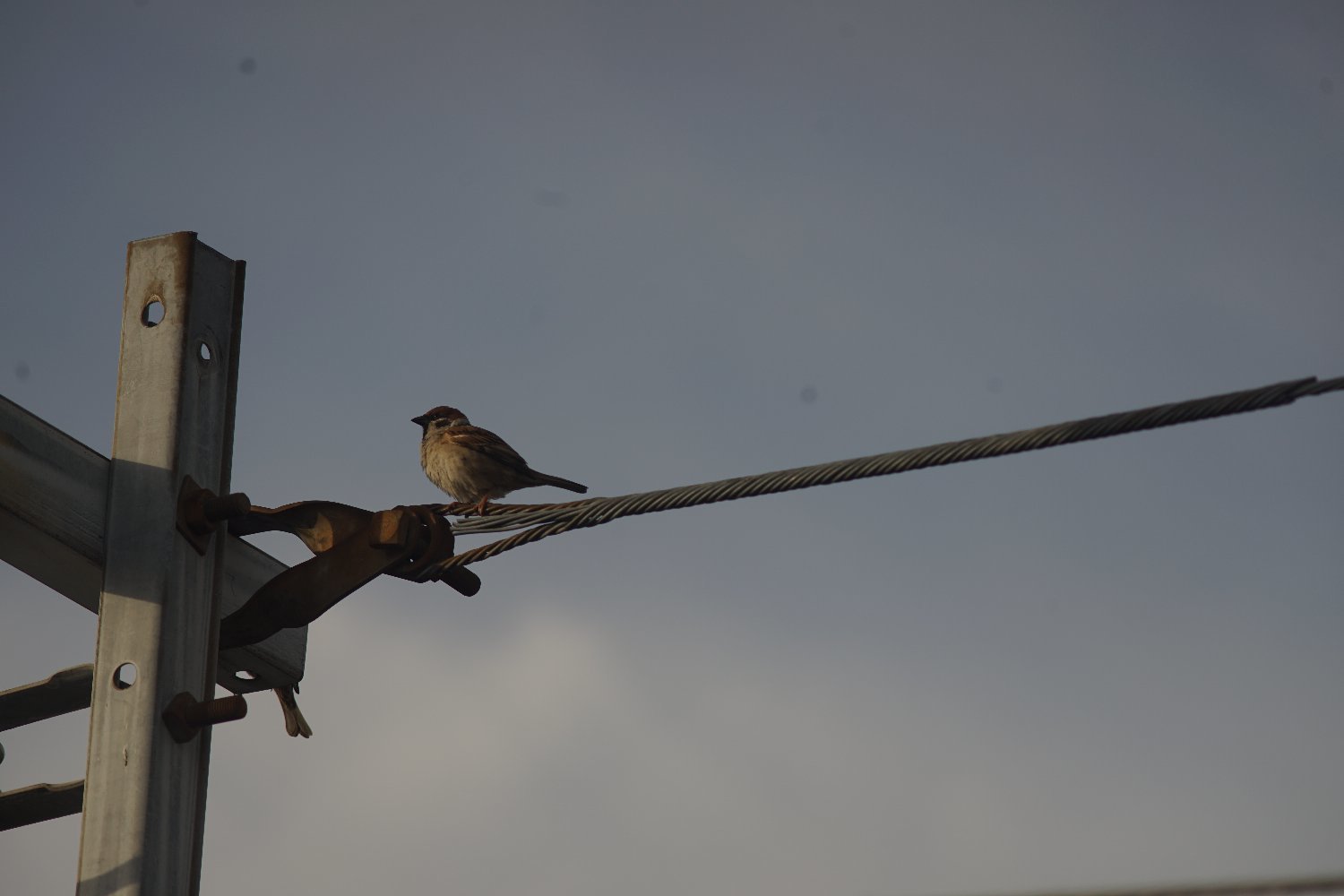RE オートトプコール 200mm F5.6 で_b0069128_10370364.jpg