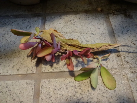 セイロンベンケイソウのかわいい花 多肉植物 がちゃぴん秀子の日記