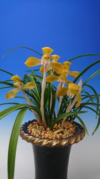 日本春蘭★朱金花★6本★花芽2つ 日本春蘭 春華 : 蘭万園日記