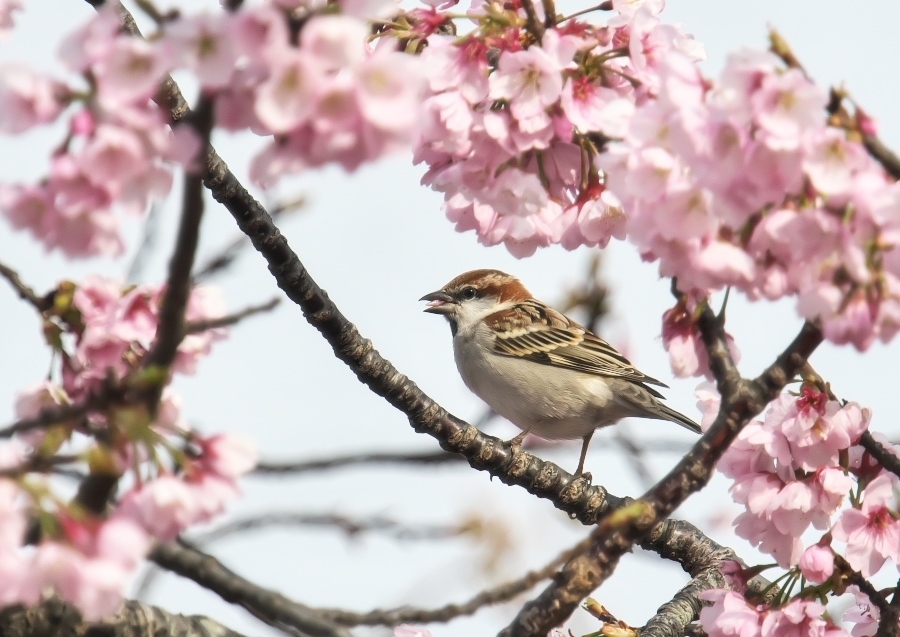 ニュウナイスズメ_e0406940_05133960.jpg