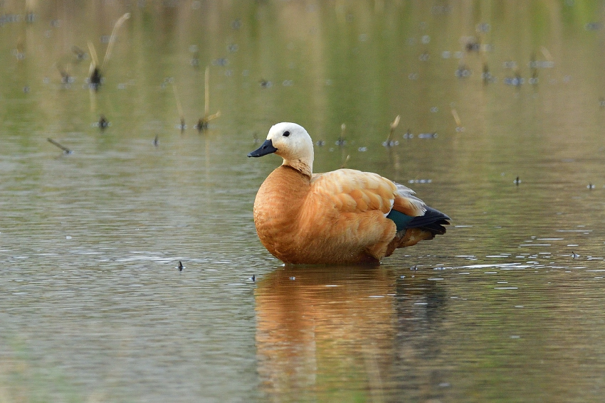 アカツクシガモ Ruddy Shelduck 01 Birding In Japan